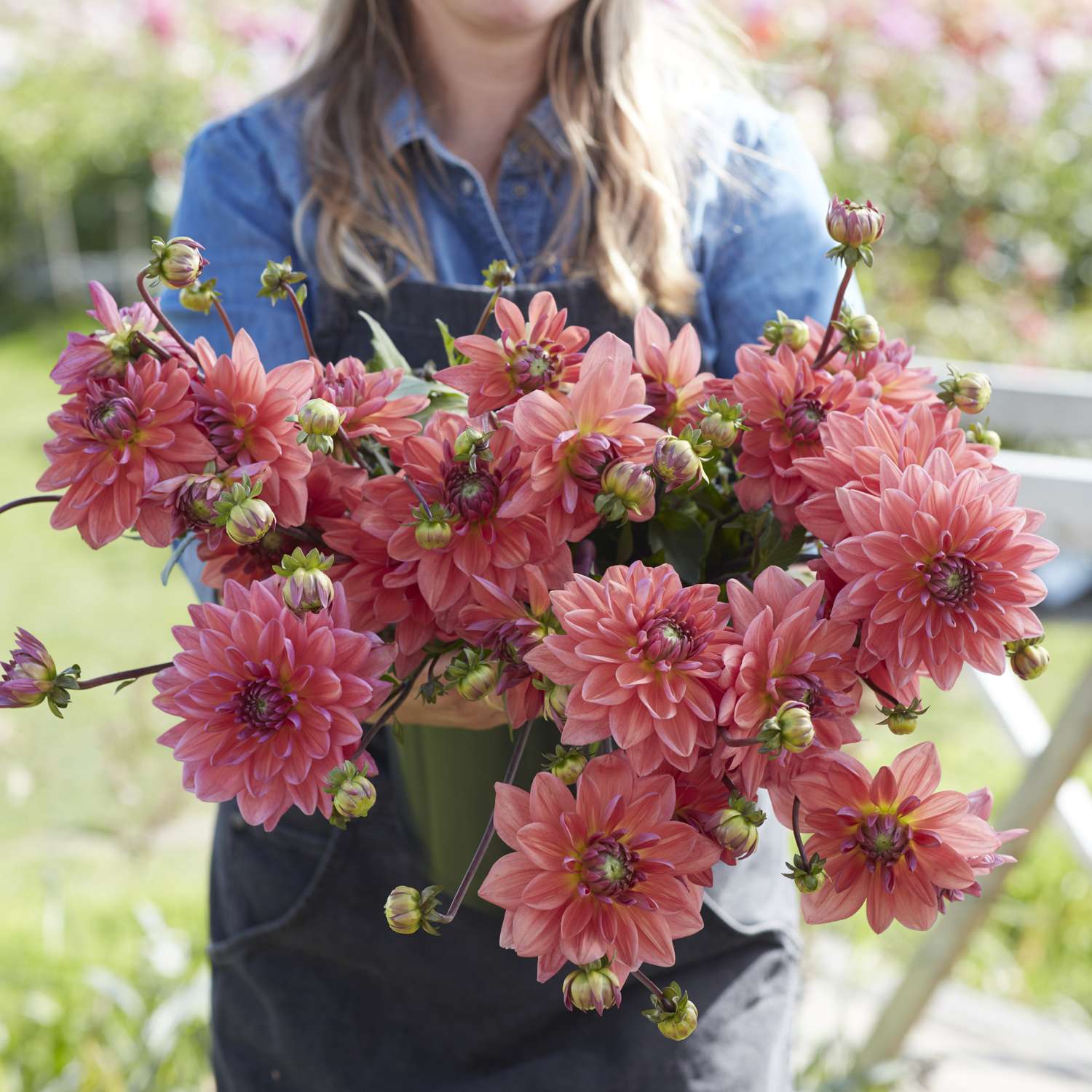 Dahlia 'Dutch Pearl'